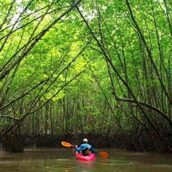 Honeymoon experience: Mangrove Tour