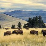 Bison Range