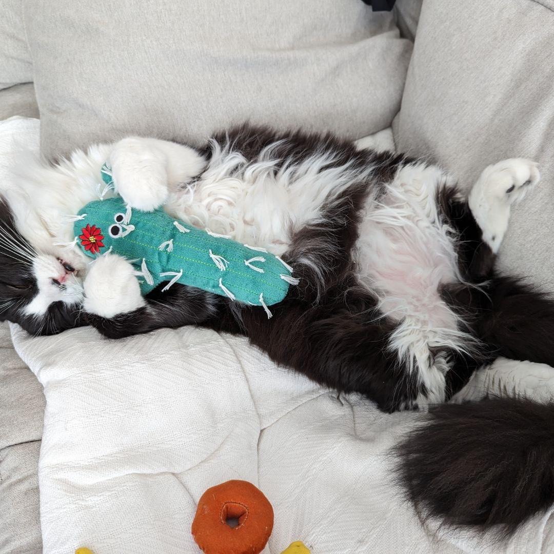 Meet Sylvester :)