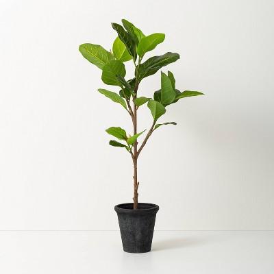 Faux Audrey Ficus Tree - Hearth & Hand™ with Magnolia