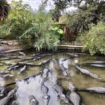 St. Augustine Alligator Farm Zoological Park