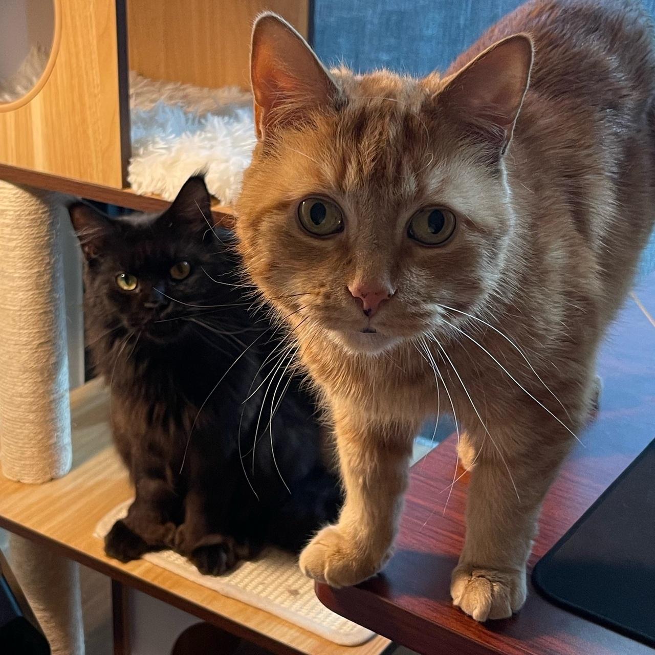 We rescued our two cats, Boo & Iza, shortly after moving to Boston