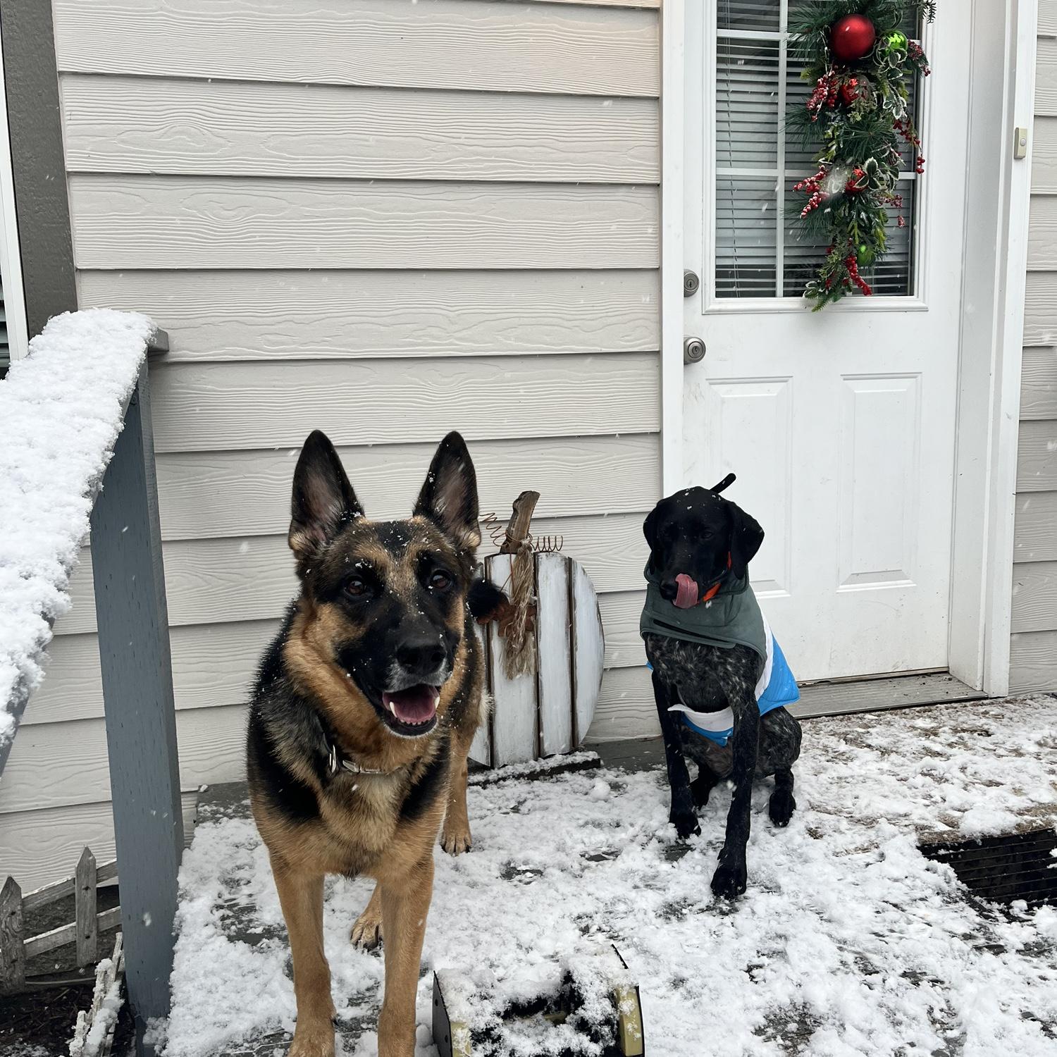 Fur babies 🐾