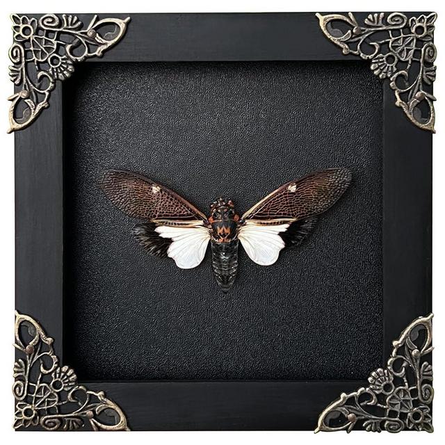 VINADECOR Real Framed CicadaTailanga Black Insect Dried Beetle Bug Shadow Box Taxidermy Specimen Room Display Oddity Curiousity Wall Hanging Tabletop Bookshelf Home Decor K12-77-DE