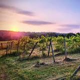 Four Sisters Winery