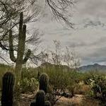Visit the Tohono Chul Gardens