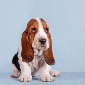Our New Puppy
