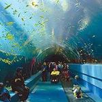Georgia Aquarium