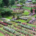 International Rose Test Garden
