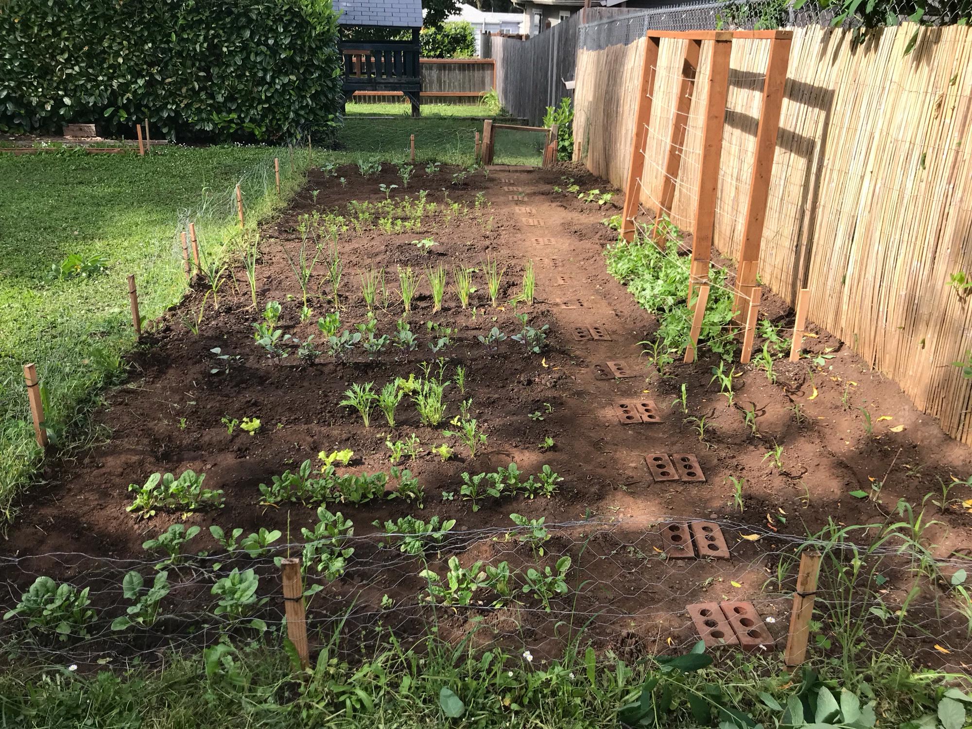 Our very first garden 2018