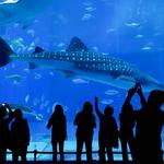 Aquarium of the Pacific