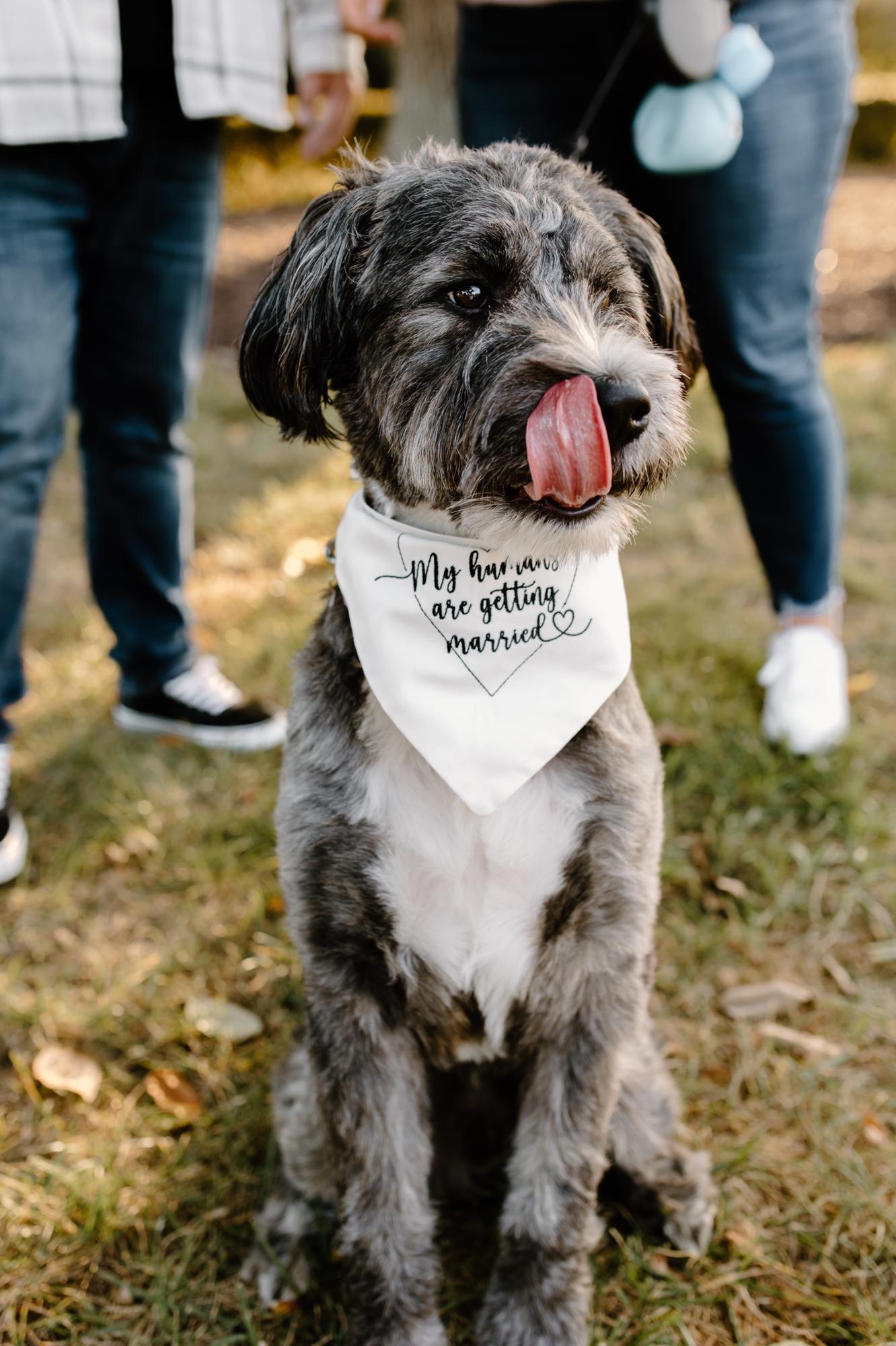 “My humans are getting married!” (10.2022)