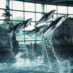 Shedd Aquarium