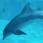 Clearwater Marine Aquarium