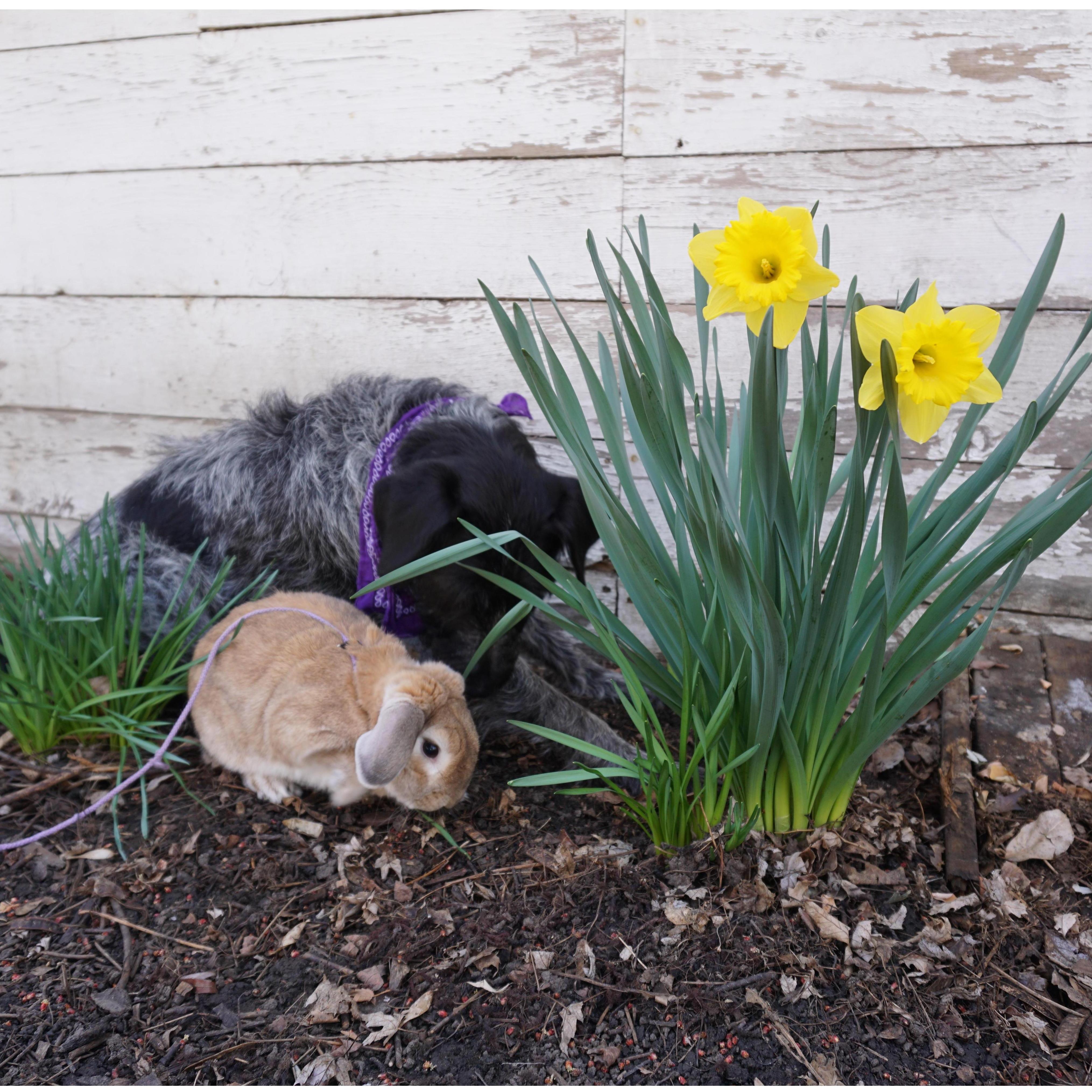Our fur children looking for Easter eggs