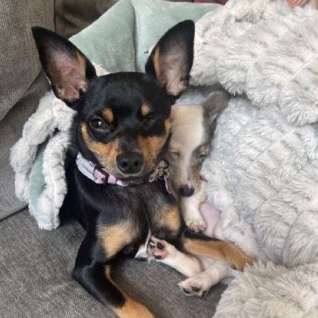 Minnie is our miniature pincher and a great big sister to Snoopy.