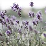 Blue Mountain Lavender Farm