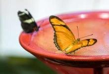 Audubon Butterfly Garden and Insectarium
