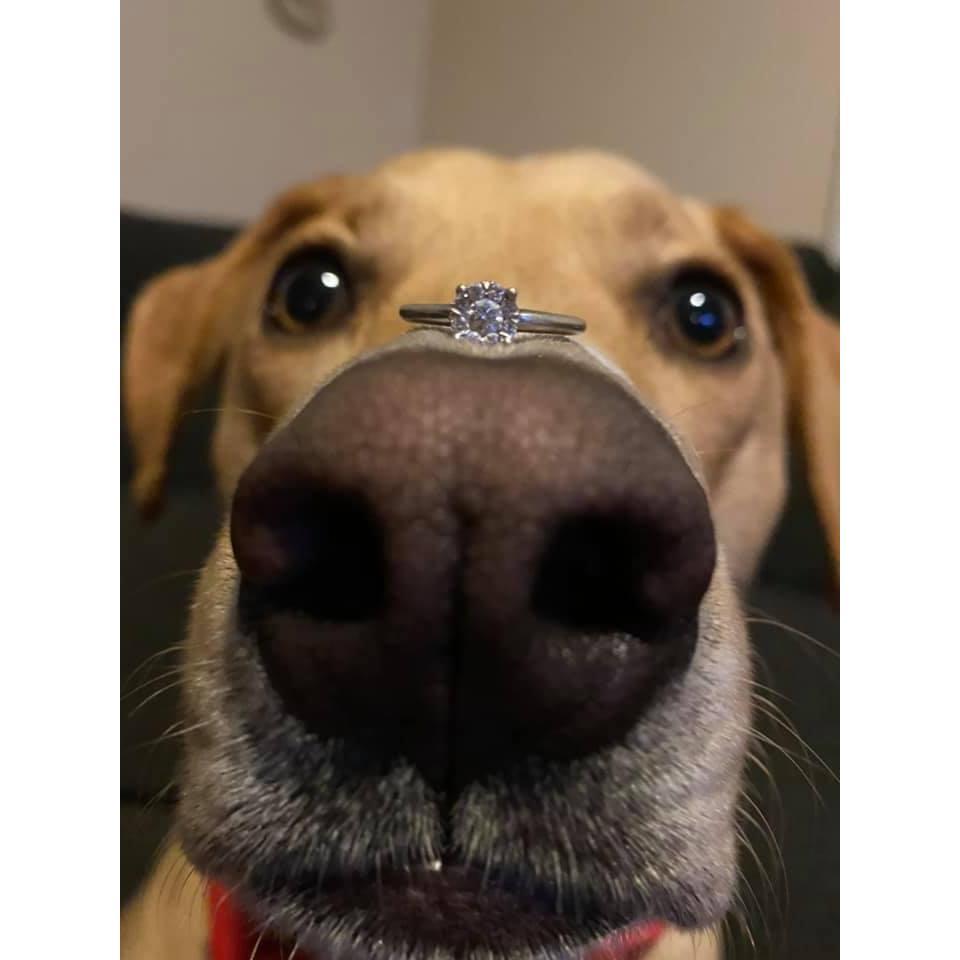 Blair our dog with Shelby's engagement ring.