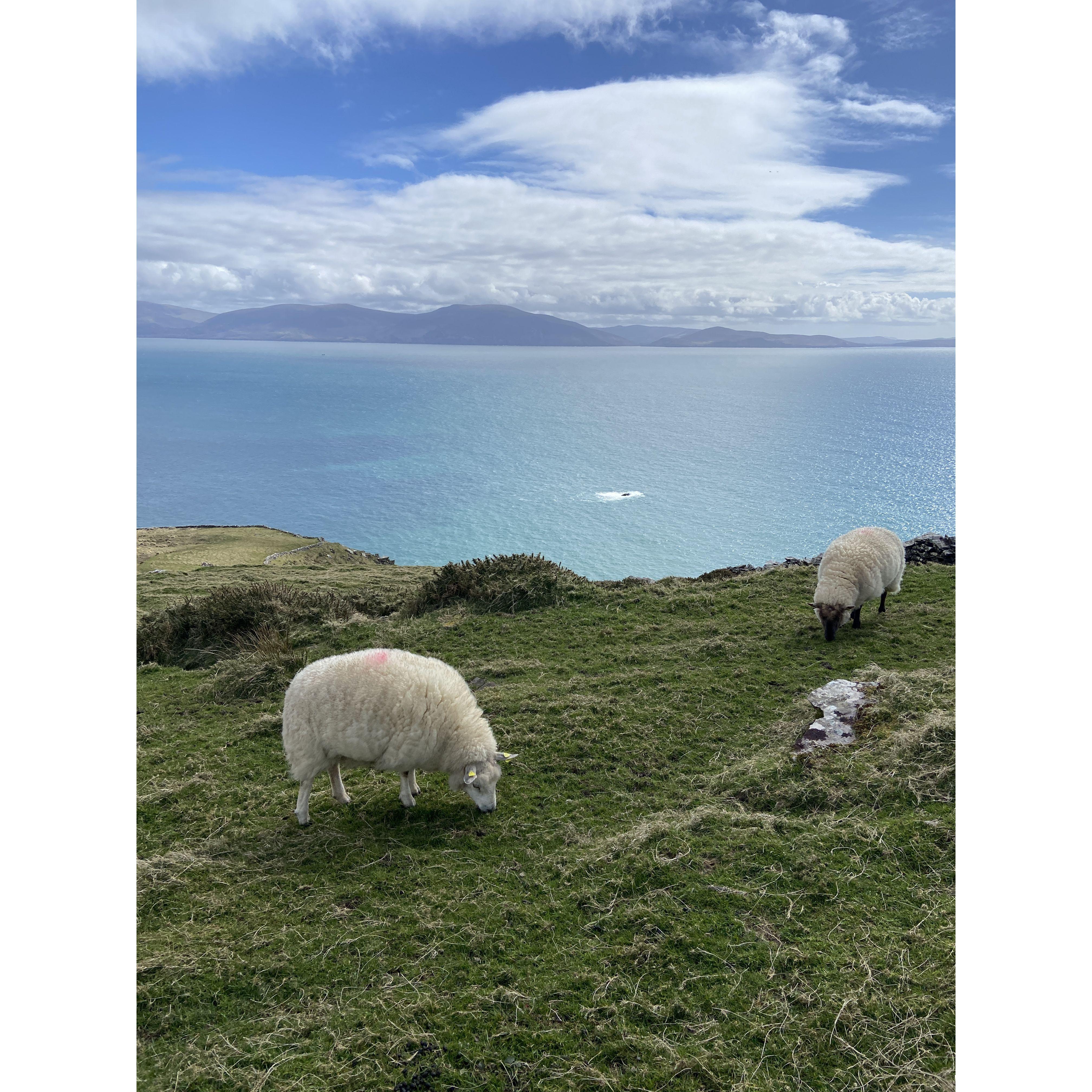 The Dingle Sheep.  4/9/25