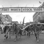 Cattle Drive