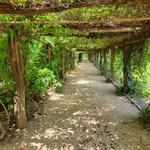 Coker Arboretum