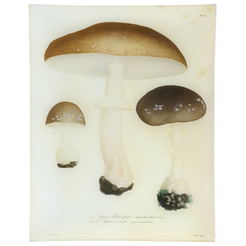 John Derian Mushrooms (Pl. 21) Tray