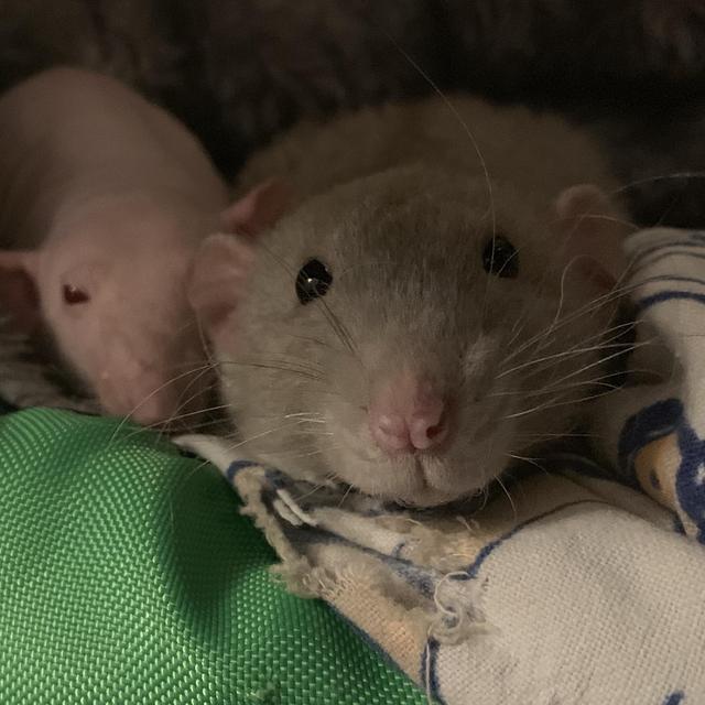 Pet-Sitter For Our Honeymoon