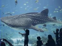Georgia Aquarium