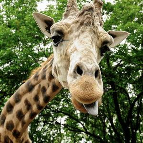 Bronx Zoo Private Giraffe Connection for Two