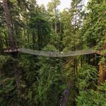 Redwood Sky Walk