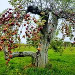 DeMeritt Hill Farm