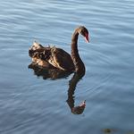 Lake Eola Park