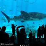 Georgia Aquarium