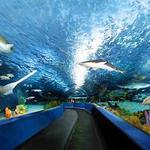 Charleston Aquarium