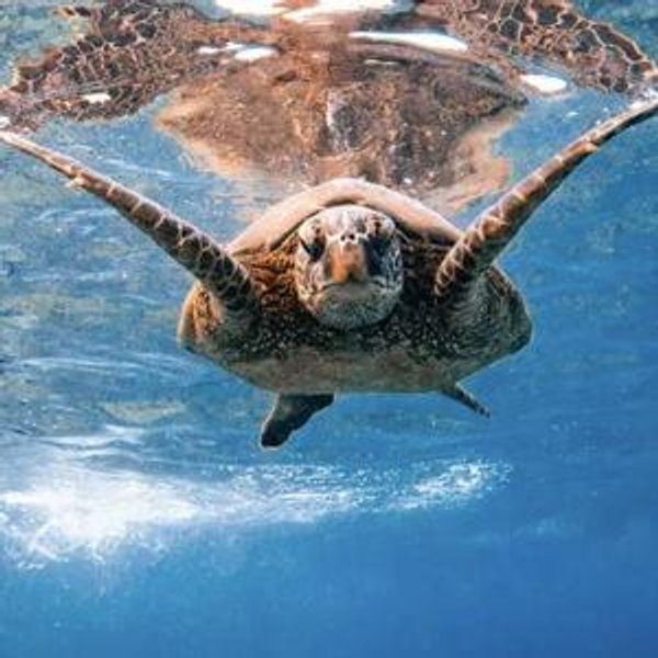 Snorkeling for Two
