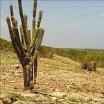 Bosque Seco de Guánica