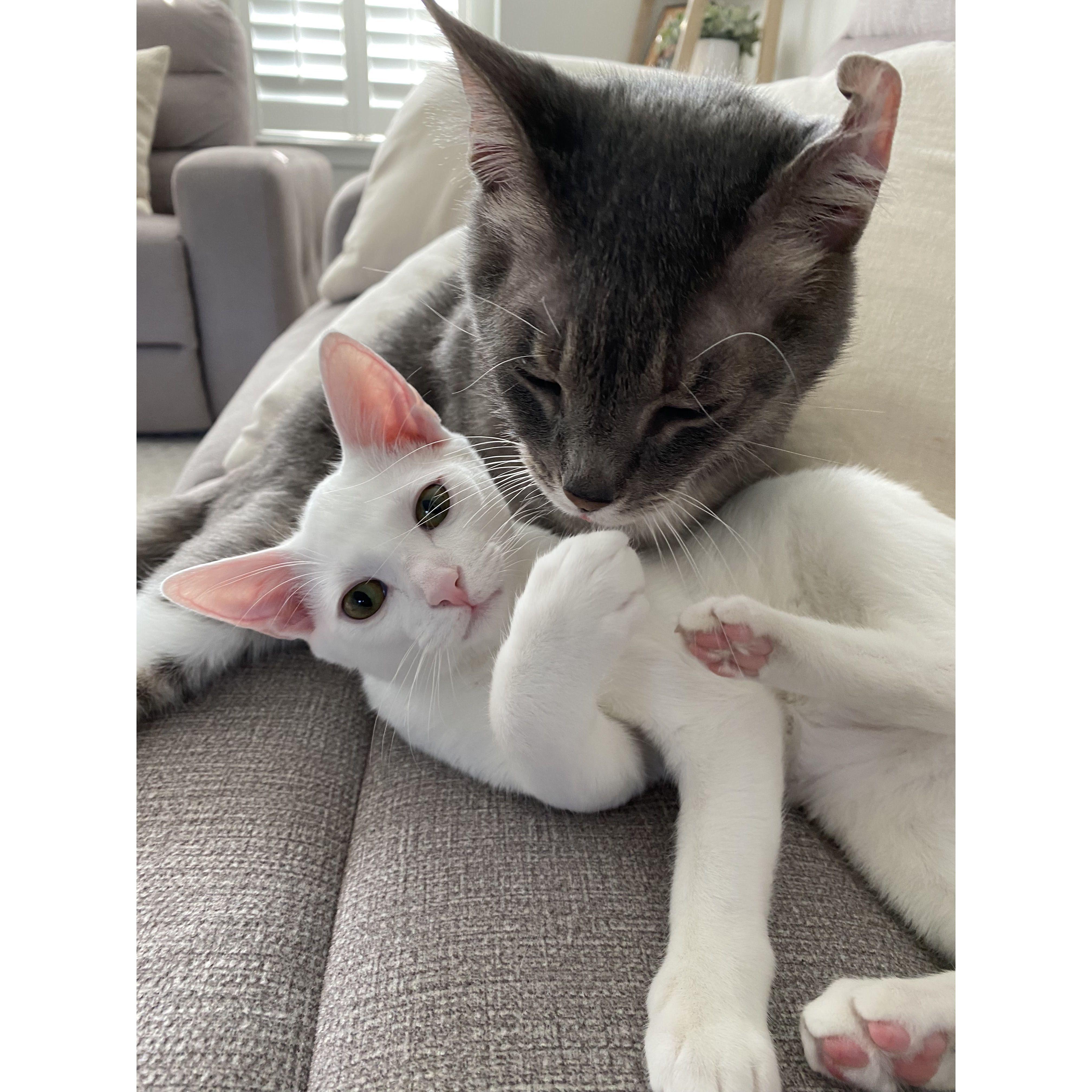 90% of our camera roll is dedicated to these two gremlins!
