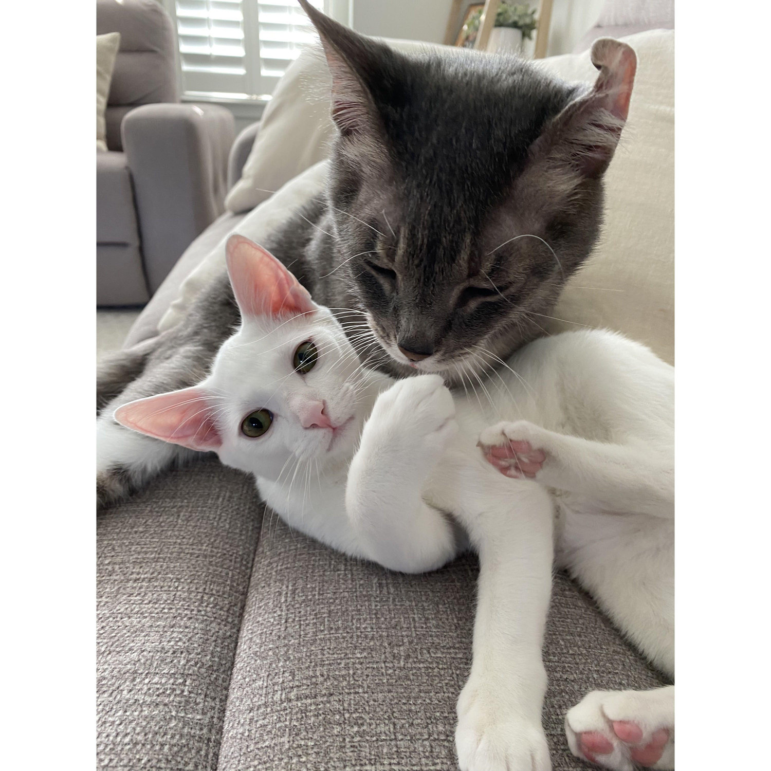 90% of our camera roll is dedicated to these two gremlins!