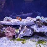 Aquarium of Boise