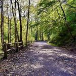 Wissahickon Trail Ridge Avenue