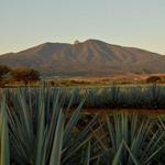 Tequila