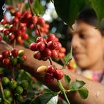 Antigua Coffee Tour