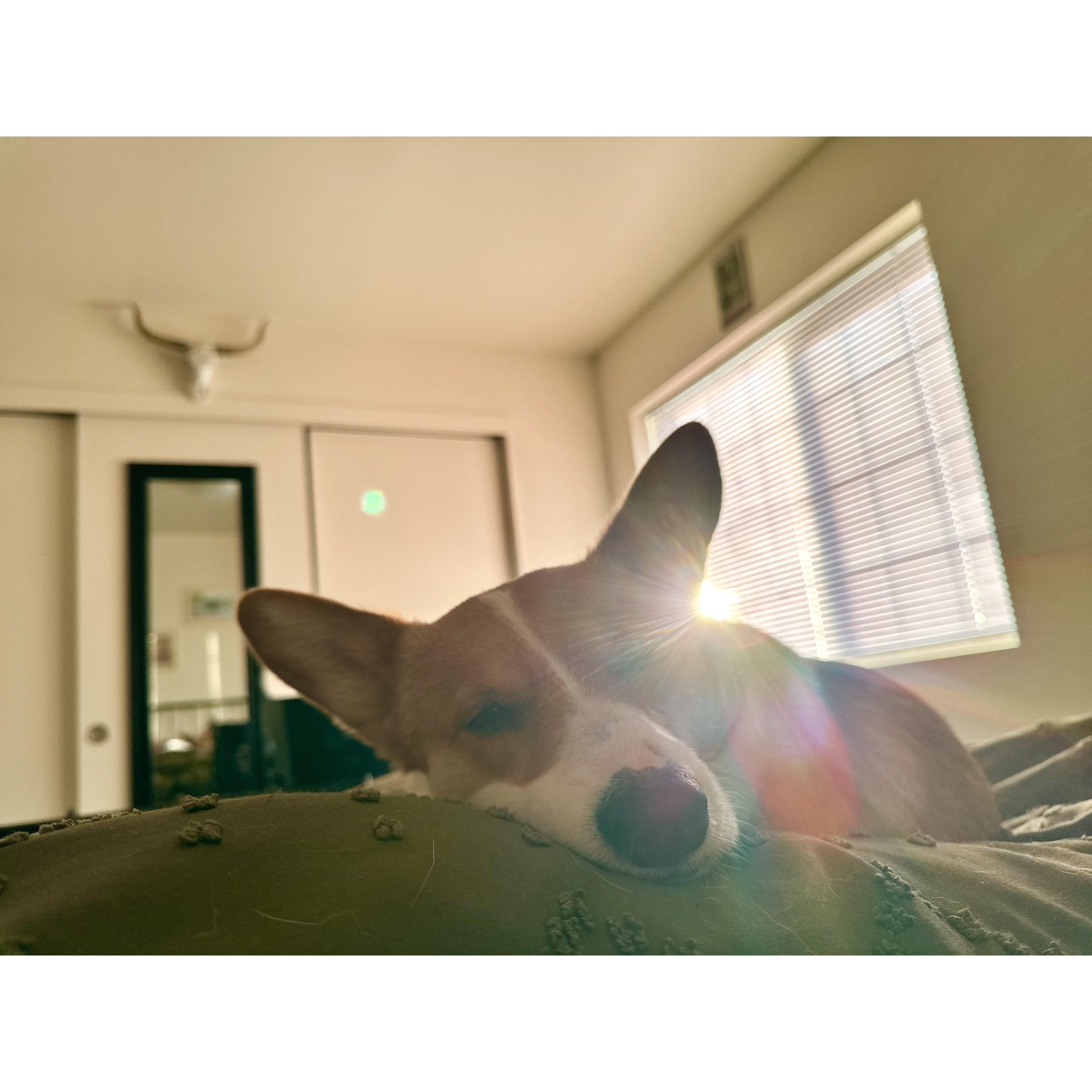 Lazy mornings in bed with Basil <3