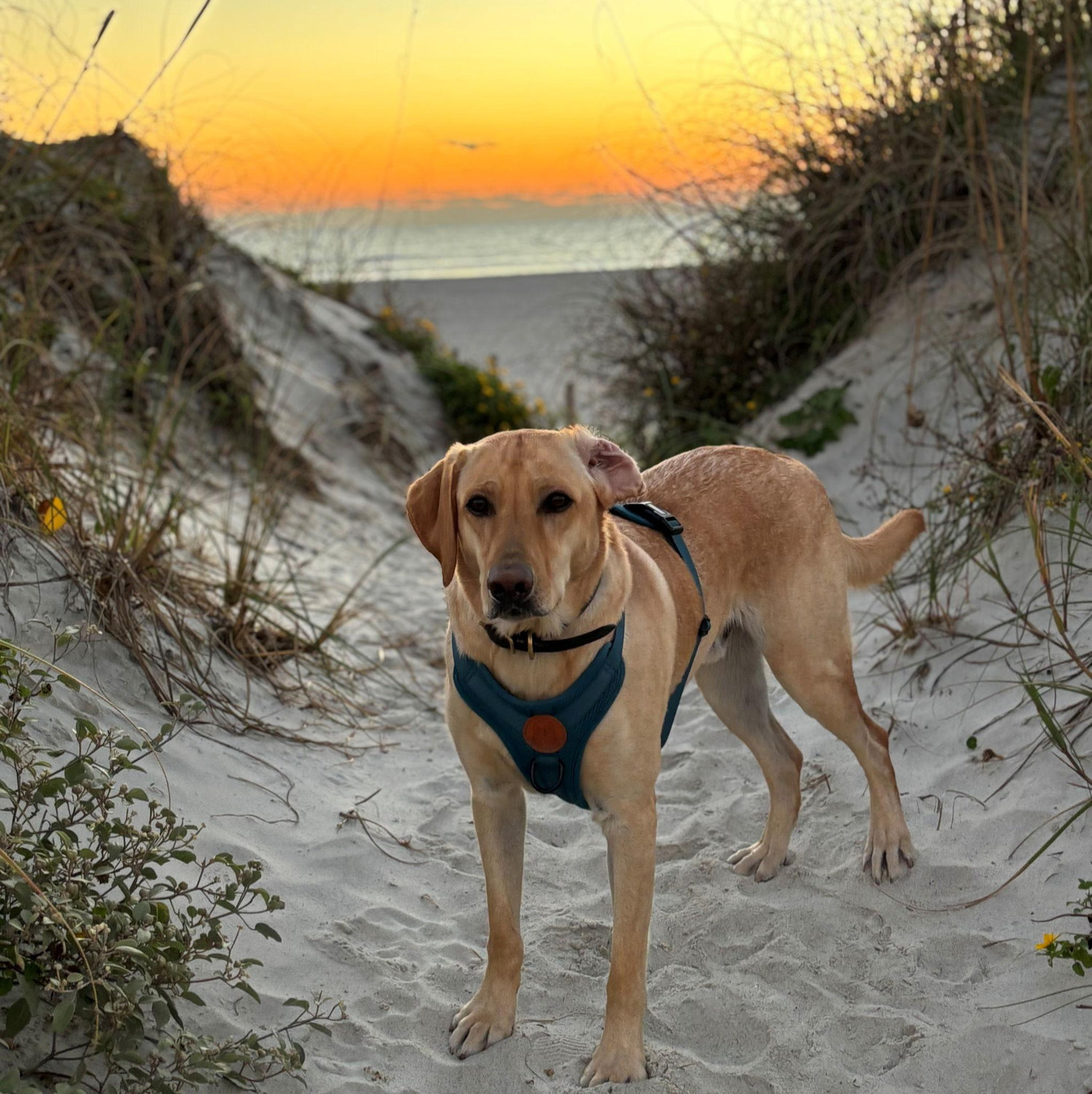 Derby loves the beach
