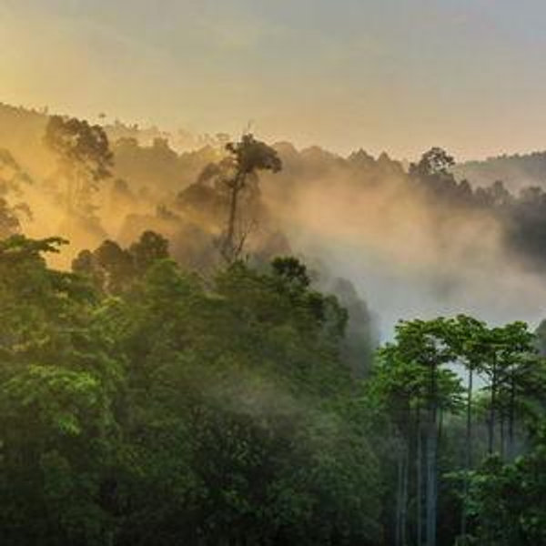 Rainforst Lodge in Borneo