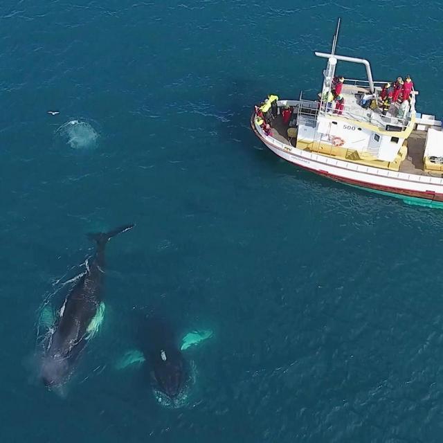 Iceland Adventure: Whale Watching in Hauganes