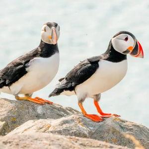Puffin & Whale Tour On Our Honeymoon