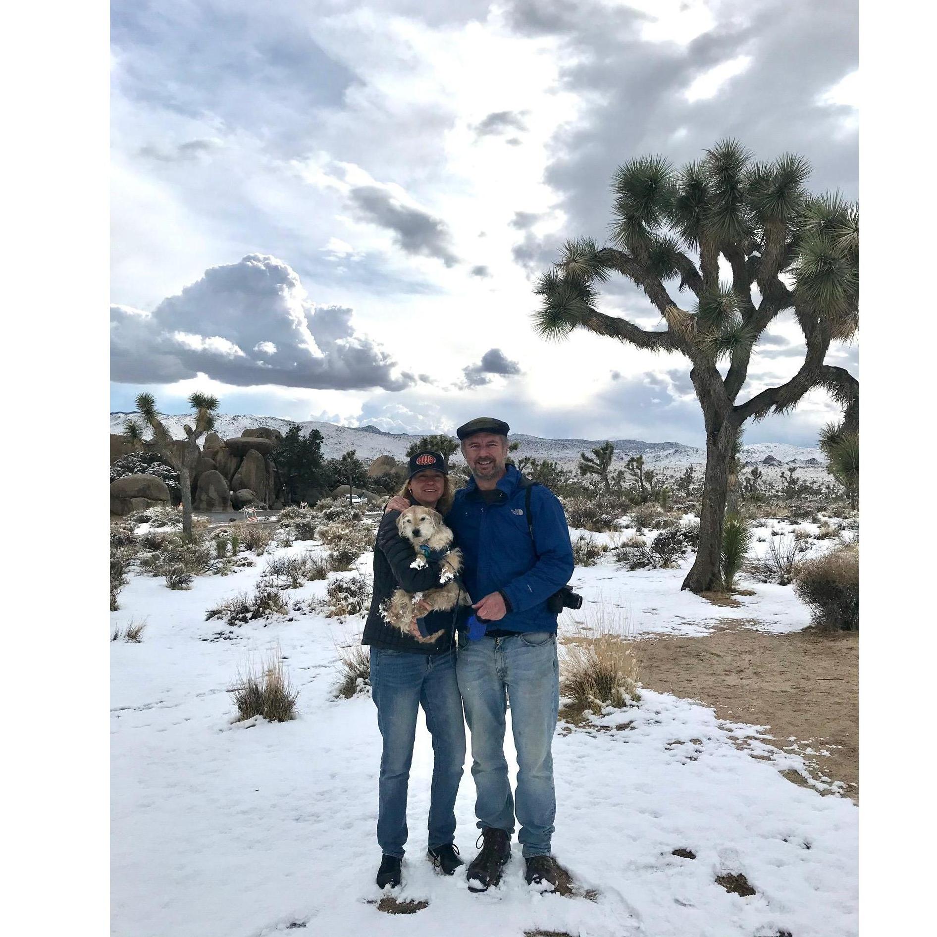 Joshua tree in March 2021, after an unexpected and miraculous snowfall. Otis loved it!