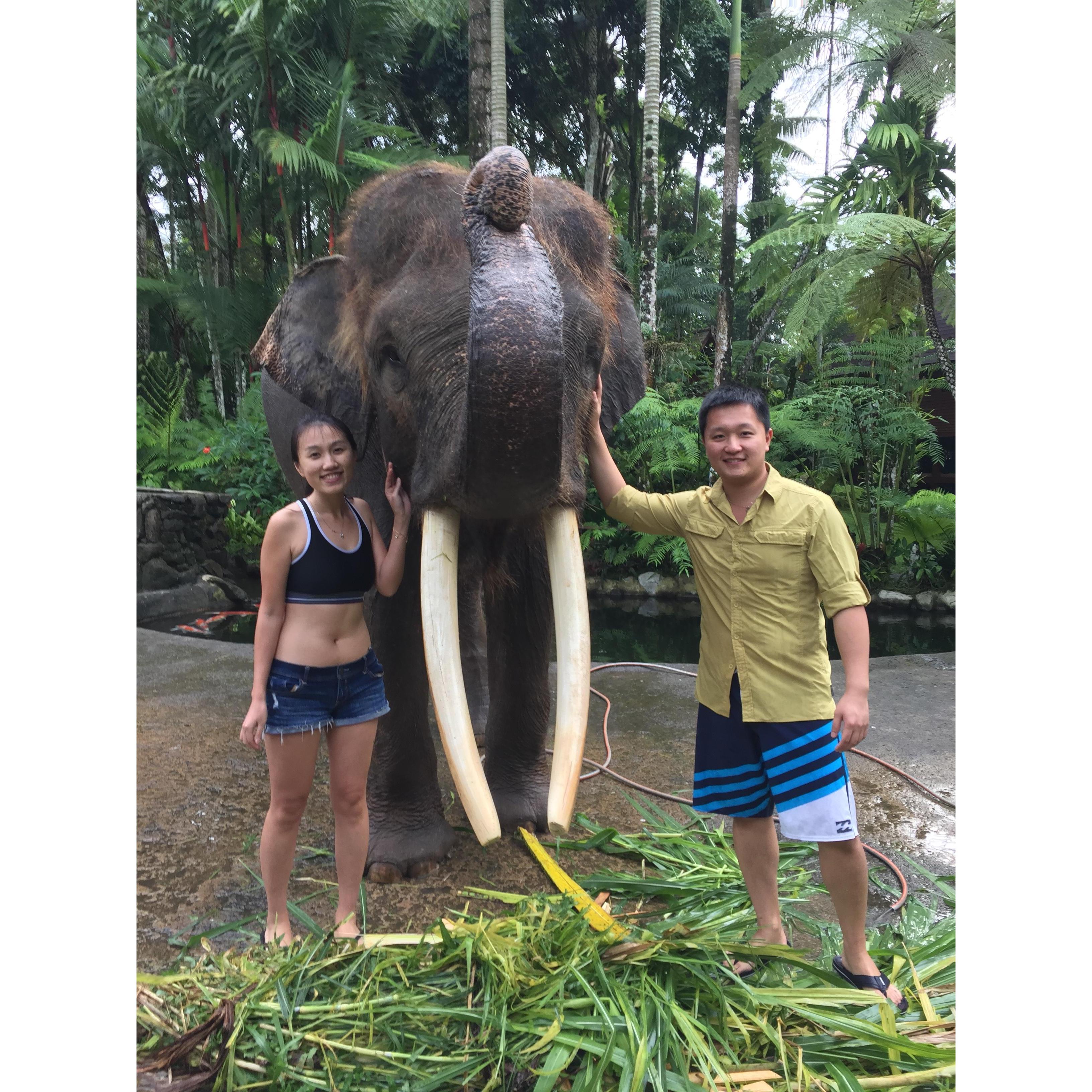 Washing elephants in Bali